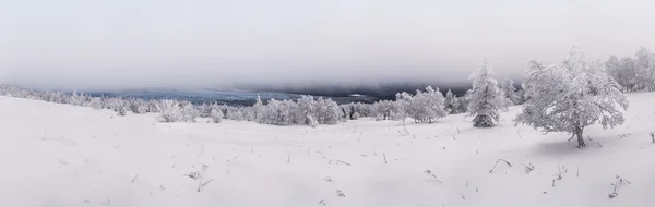 Campo de neve e árvores cobertas por neve — Fotografia de Stock