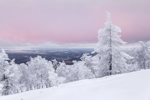 Při západu slunce zasněžené stromy v horách. Krásná zimní krajina — Stock fotografie