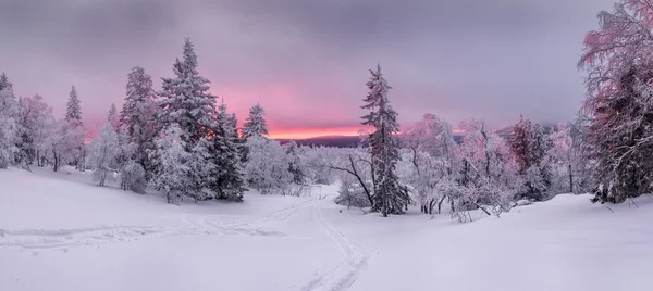 Panorama de puesta de sol en un bosque de invierno en un claro con el esquí — Foto de Stock