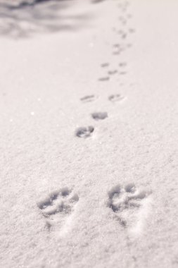 Hare trace on a fresh snow clipart