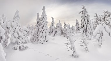 Görkemli karla kaplı kış orman tarafından güneş ışığı parlıyor. Dramati