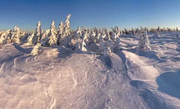 Snötäckta träd upplyst av morgonsolen. — Stockfoto