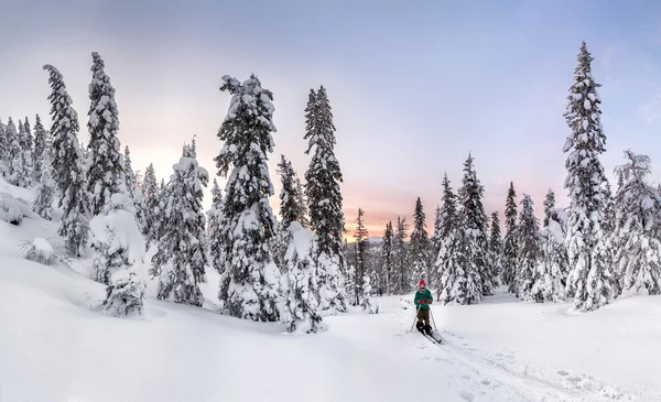 Panoramablick auf den Sonnenuntergang im verschneiten Wald, mit einem Skifahrer auf — Stockfoto