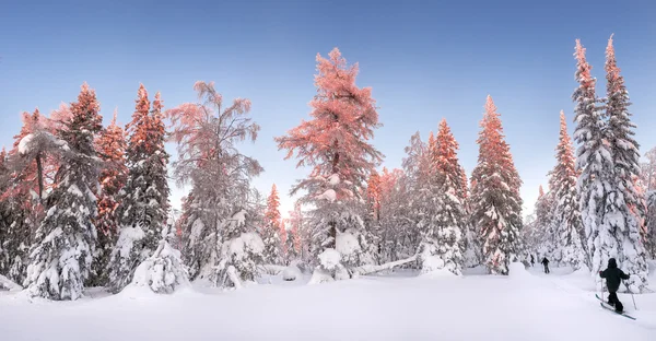 Panoramic view of sunset in the snowy forest, with skiers and to Royalty Free Stock Photos