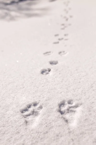 Hare trace on a fresh snow — Stock Image Hare trace on a fresh snow Stock Picture