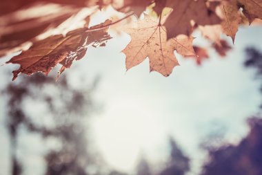 Kırmızı yaprak mavi gökyüzü karşı. Sonbahar konsepti.