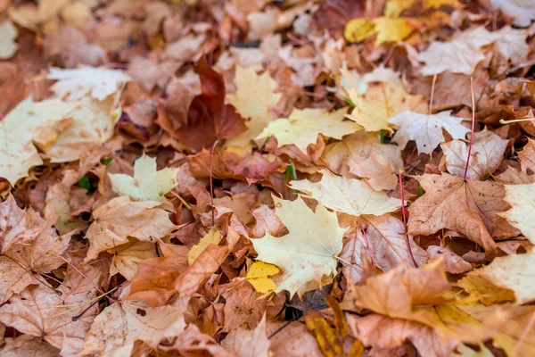 Barevné pozadí podzimní javorové listí na zemi — Stock fotografie