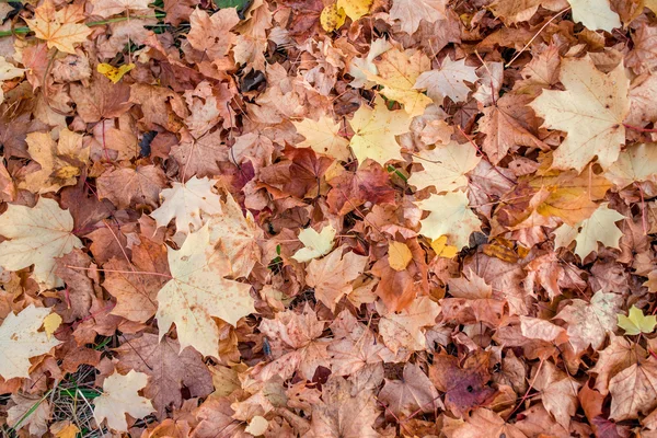Barevné pozadí podzimní javorové listí na zemi — Stock fotografie