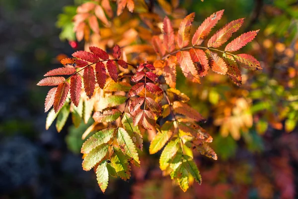 在阳光明媚的日子里, 橙色橙色和红色的罗文叶子-秋天的自然 — 图库照片