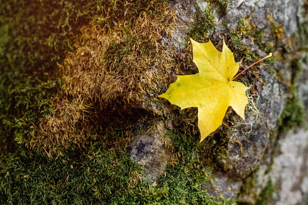 Detalhe da floresta de outono - Musgo e folhas em pedra — Fotografia de Stock