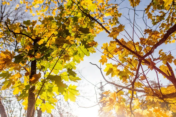 Dallar gökyüzü güneş parlama ile sonbahar yaprakları — Stok fotoğraf