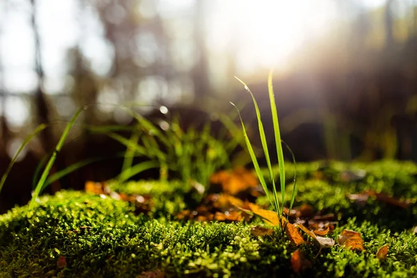 Sten i skogen täckt av mossa. Solen flare på bakgrundsbelyst — Stockfoto