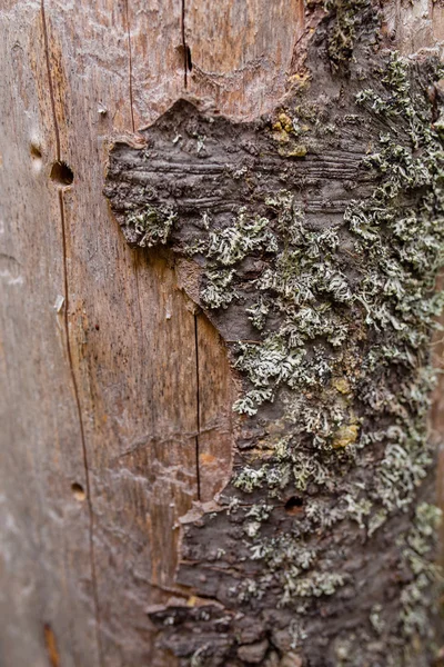 Rindendetail aus dem Stamm einer alten abgestorbenen Tanne — Stockfoto