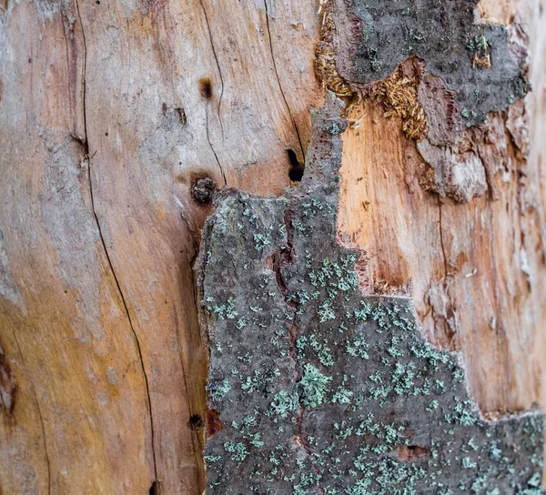 Деталь коры из ствола старой мертвой ели — стоковое фото