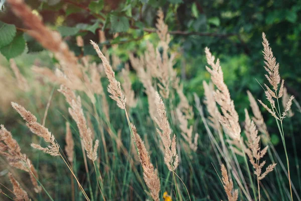 Landsbygdens vackra sommarlandskap - fältet gräs spike upplyst av varm — Stockfoto