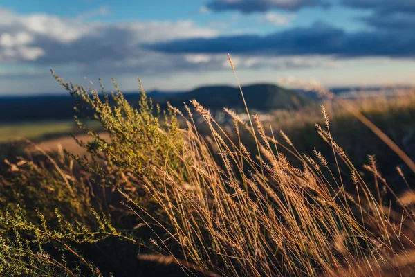 Gult gräs vid solnedgången med spikar — Stockfoto