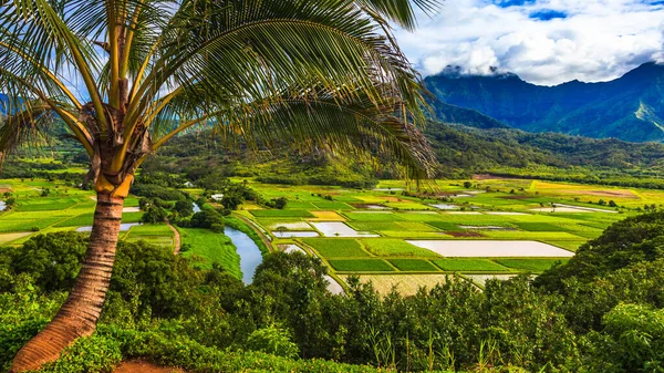 考艾岛美丽的Hanalei山谷中的Taro油田 — 图库照片