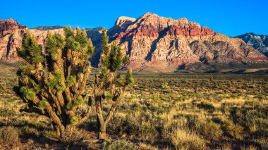 Joshua ağacı Red Rock Kanyon Parkı, Nevada.