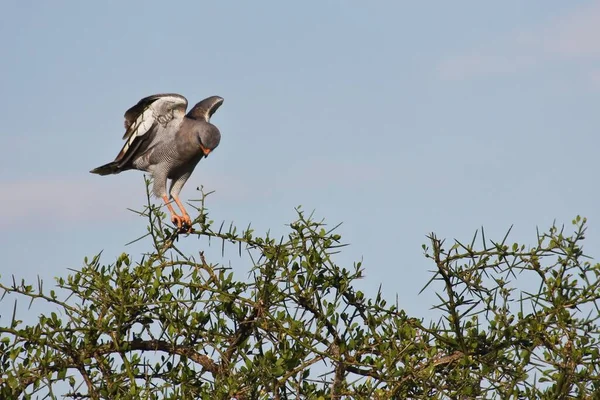 Σκοτεινές Ψαλμωδίες Προσγείωση Goshawk Ένα Αγκαθωτό Δέντρο — Φωτογραφία Αρχείου