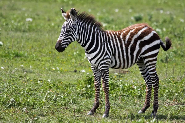 Bebê Zebra Parque Nacional Serengeti Tanzânia — Fotografia de Stock