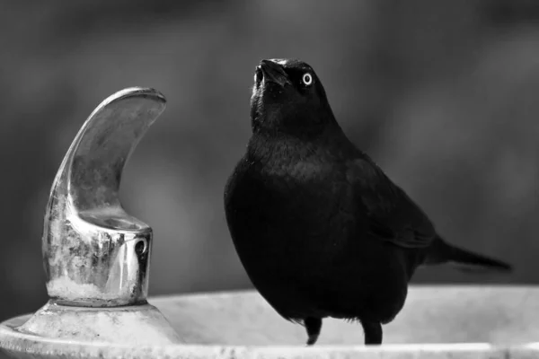 Blackbird Dricker Vid Vattenfontän — Stockfoto