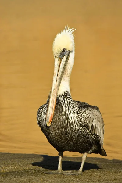 Pelicano Marrom Point Reyes Califórnia — Fotografia de Stock