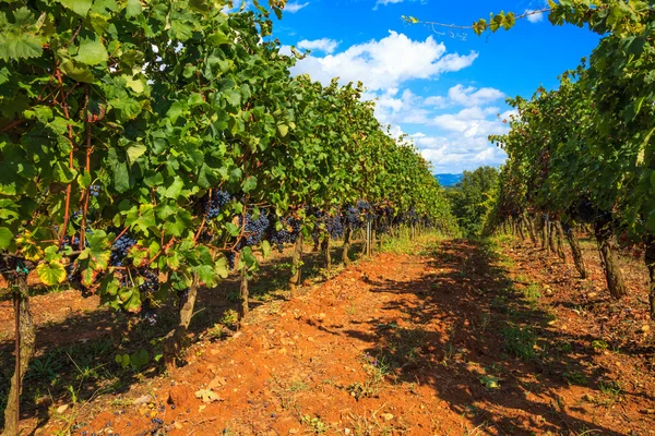 Vigneto toscano — Foto Stock