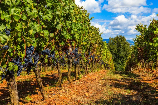 Vinha da Toscana — Fotografia de Stock