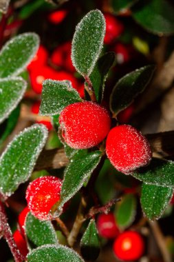 Kırmızı kutsal meyveler Ilex aquifolium ile kaplı, 
