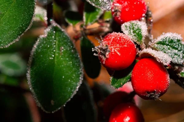 Bayas Acebo Rojo Ilex Aquifolium Cubierto Escarcha — Foto de Stock