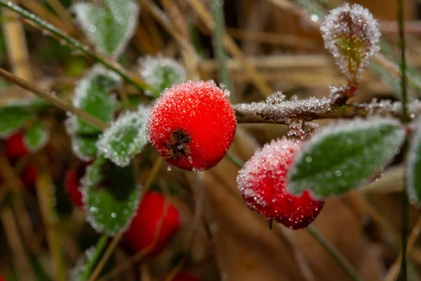 Bagas Vermelhas Azevinho Ilex Aquifolium Coberto Com Geada Porco — Fotografia de Stock