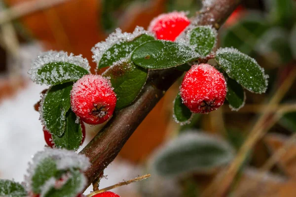 Red Holly Berries Ilex Aquifolium Covered Hoar Frost — Stock Photo, Image