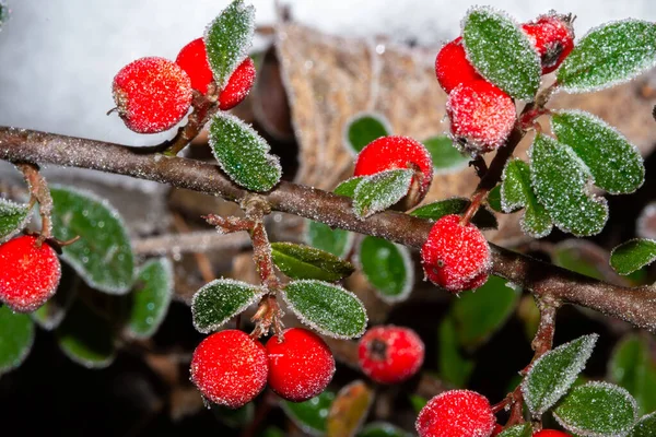 Red Holly Berries Ilex Aquifolium Covered Hoar Frost — Stock Photo, Image