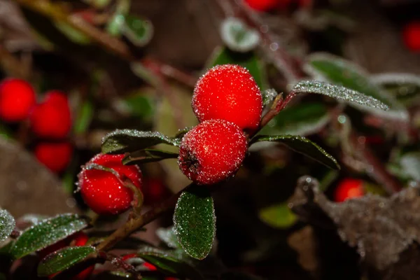 Červené Cesmíny Ilex Aquifolium Pokryté Chocholem — Stock fotografie