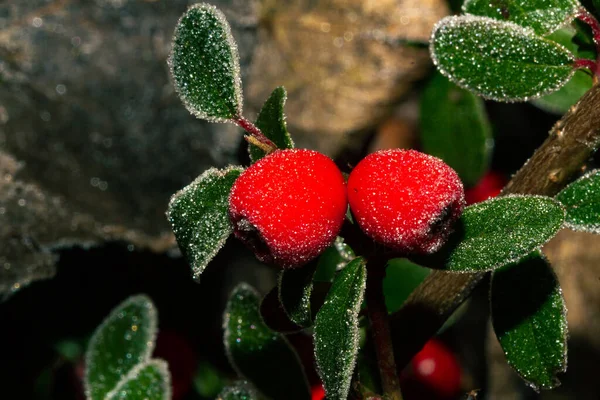 Rote Stechpalme Ilex Aquifolium Mit Raureif Bedeckt — Stockfoto