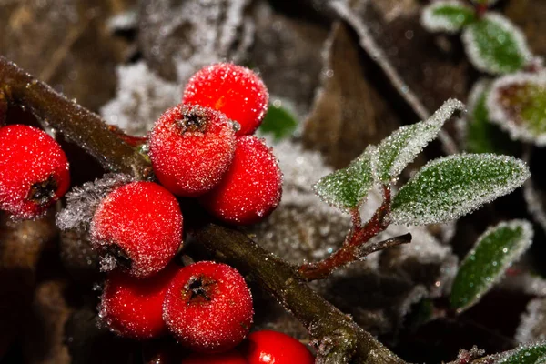 红色冬青浆果 叶绿素 被白霜覆盖 — 图库照片