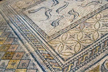 UNESCO mirası. Volubilis, Meknes bölgesi, Fas, Kuzey Afrika 'daki Roma harabelerinde güzel renkli mozaik.