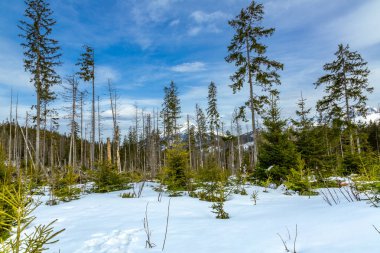 Büyük fırtına hasarı üzerine ormanı yeniden büyütmek. Rusinowa açıklığına turizm rotası, Tatra Dağları, Polonya