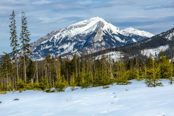 Repousse Forêt Après Importants Dégâts Causés Par Tempête Itinéraire Touristique — Photo