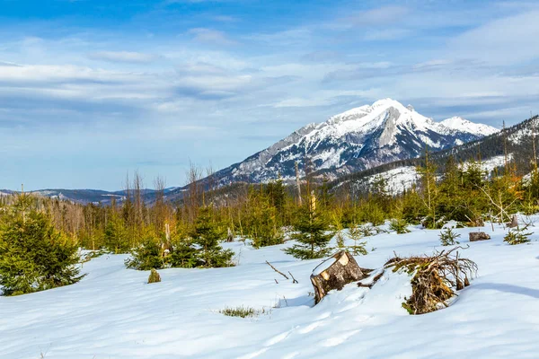 Repousse Forêt Après Importants Dégâts Causés Par Tempête Itinéraire Touristique — Photo