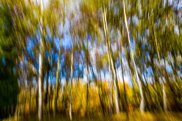Close-up.   A blurred image.  Movement. Autumn. Impressionistic interpretation of a grove of Birch Trees in Autumn Abstract background image. White, blue, orange and yellow stripes