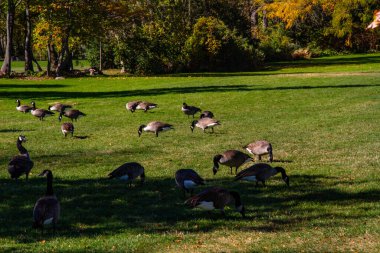 Parkta bir Kanada kaz sürüsü (Branta Canadensis). Oakville, Ontario, Kanada