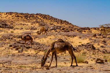 A flock Camels, Dromedaries (Camelus dromedarius )  in the gravel desert. Algeria, Africa