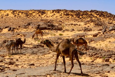 A flock Camels, Dromedaries (Camelus dromedarius )  in the gravel desert. Algeria, Africa