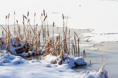 Geçmişi. Karla kaplı dar yapraklı kedi kuyruğu cevheri daha küçük bulrush (typha angustifolia) donmuş bir gölette.
