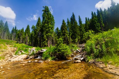 Parang Dağları 'nda pitoresk bir orman deresi. Güney Karpatlar, Romanya