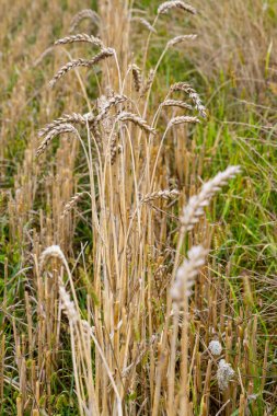 Geçmişi. Yakın plan. Hasattan sonra tarlada kalan eski buğday yığınları. 