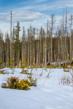 Kabuk böceği istilasından sonra ölü ladin ağaçları. Kışın ölü ağaç kütükleri. Rusinowa açıklığı, Tatra Dağları, Polonya