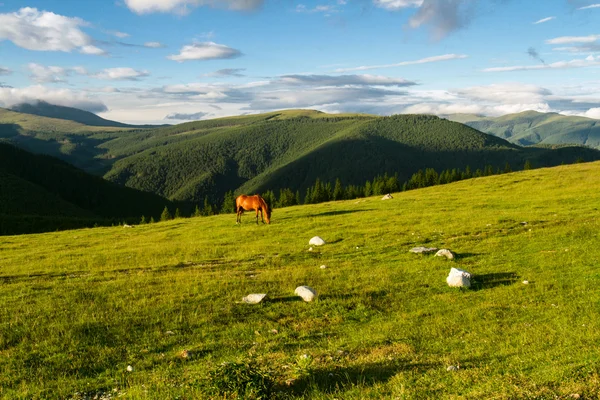 Горный пейзаж с лошадьми — стоковое фото