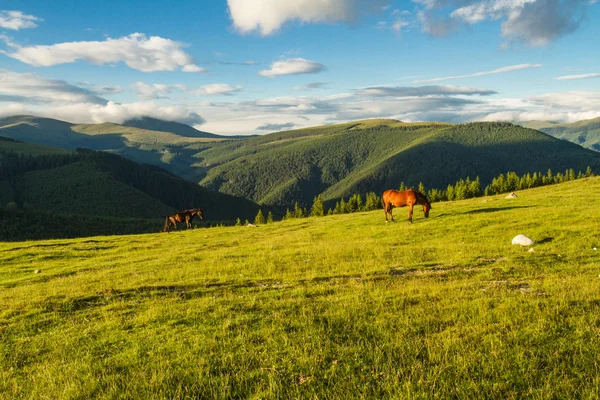 Paesaggio montano con cavalli — Foto Stock